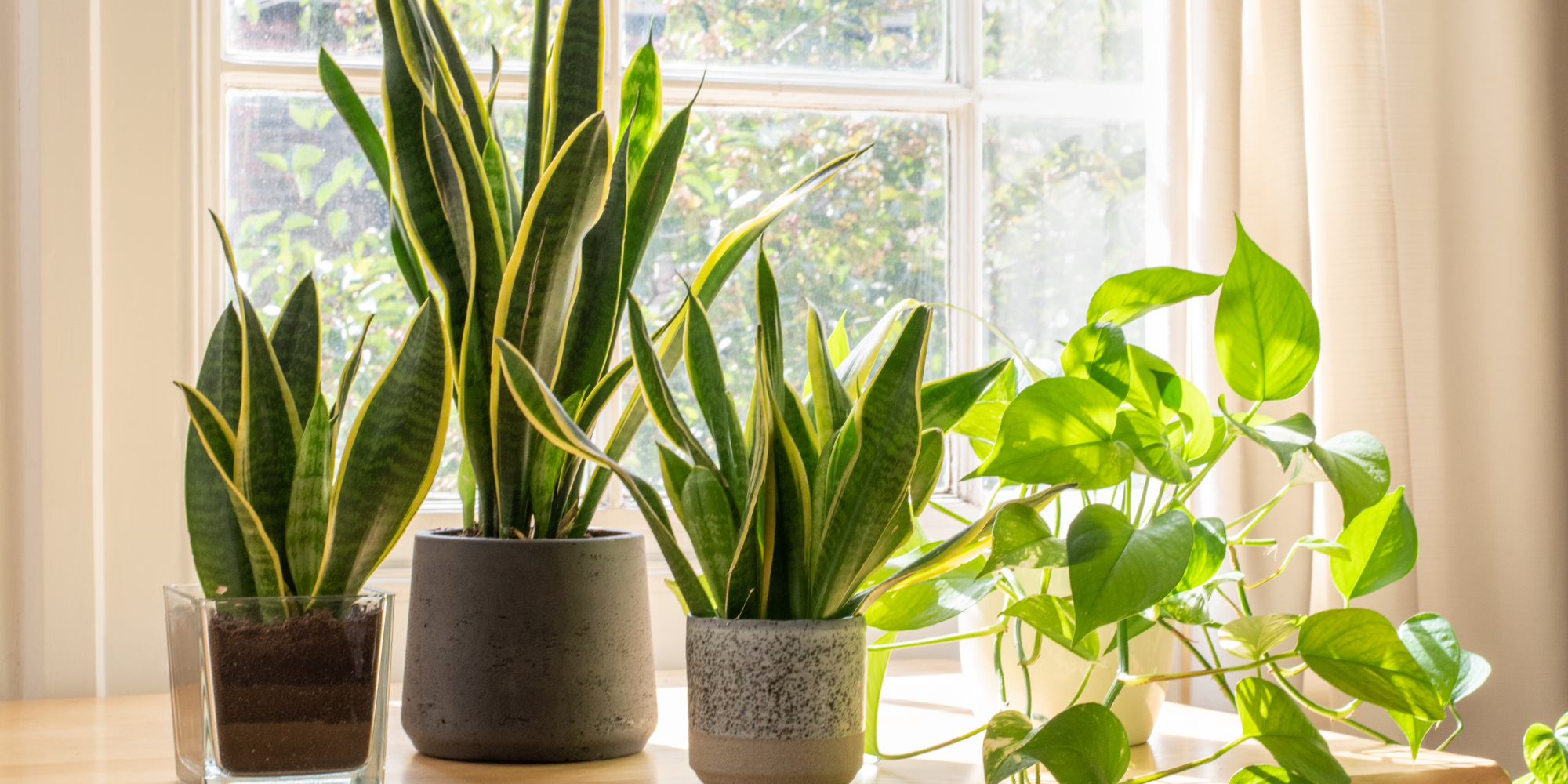 Best Indoor Plants