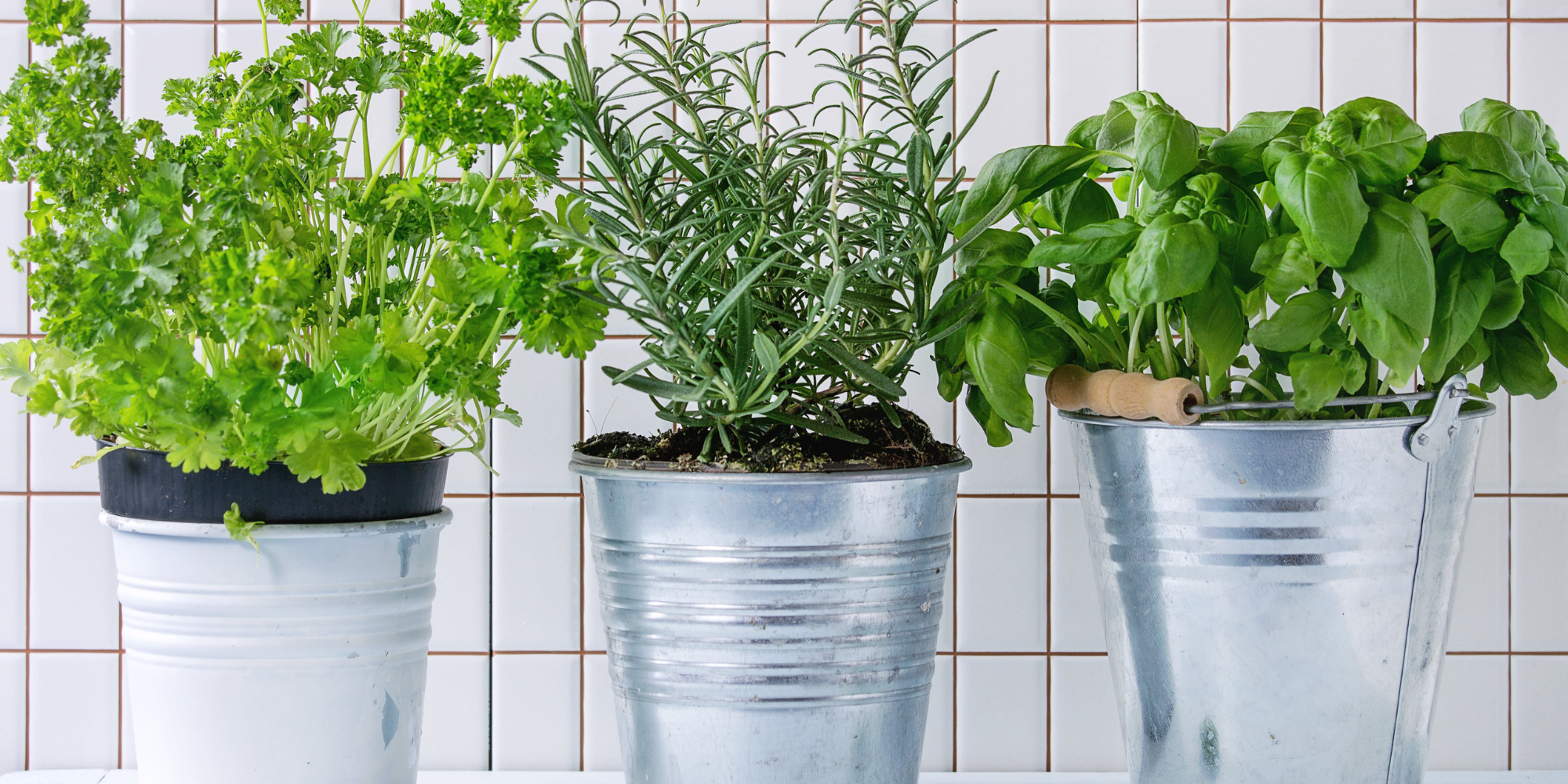 Easiest Vegetable to grow in your home garden