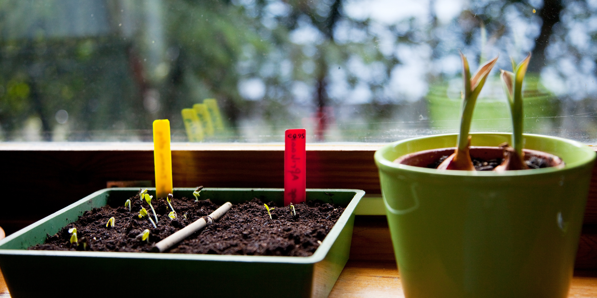 Guide to seed starting indoors