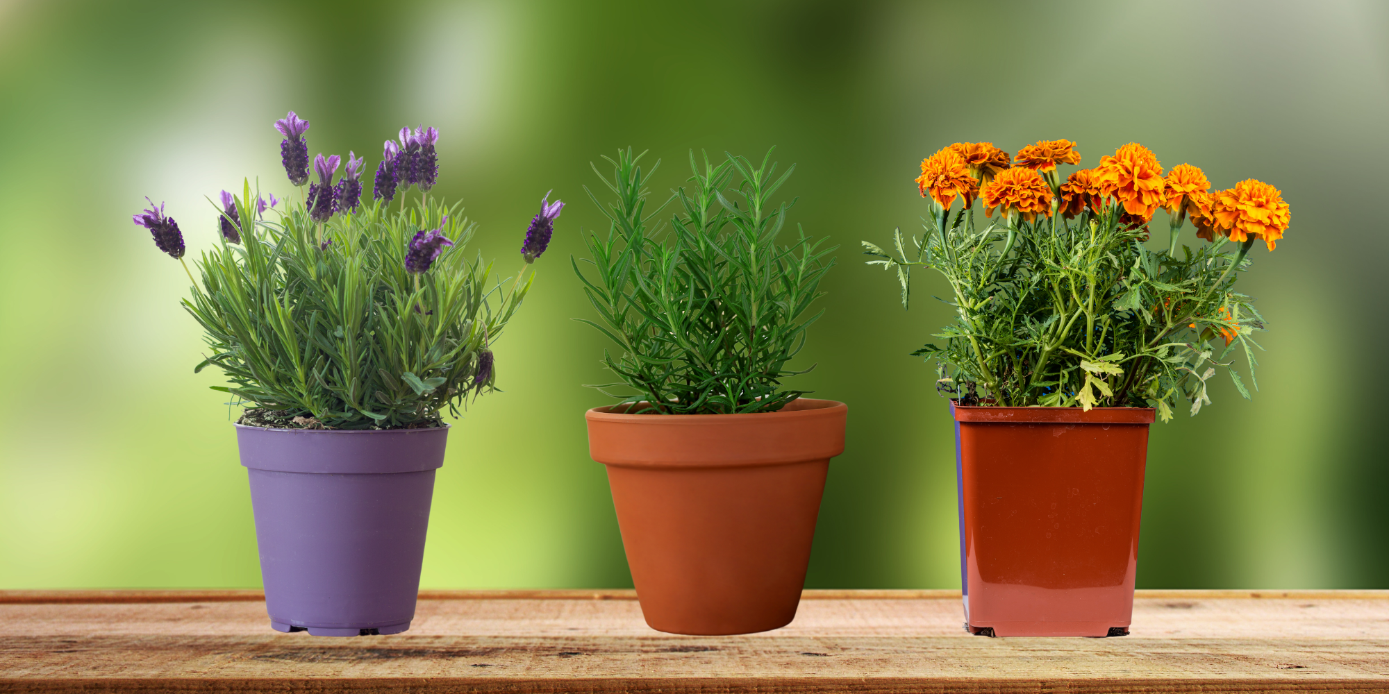 Companion Planting Lavender