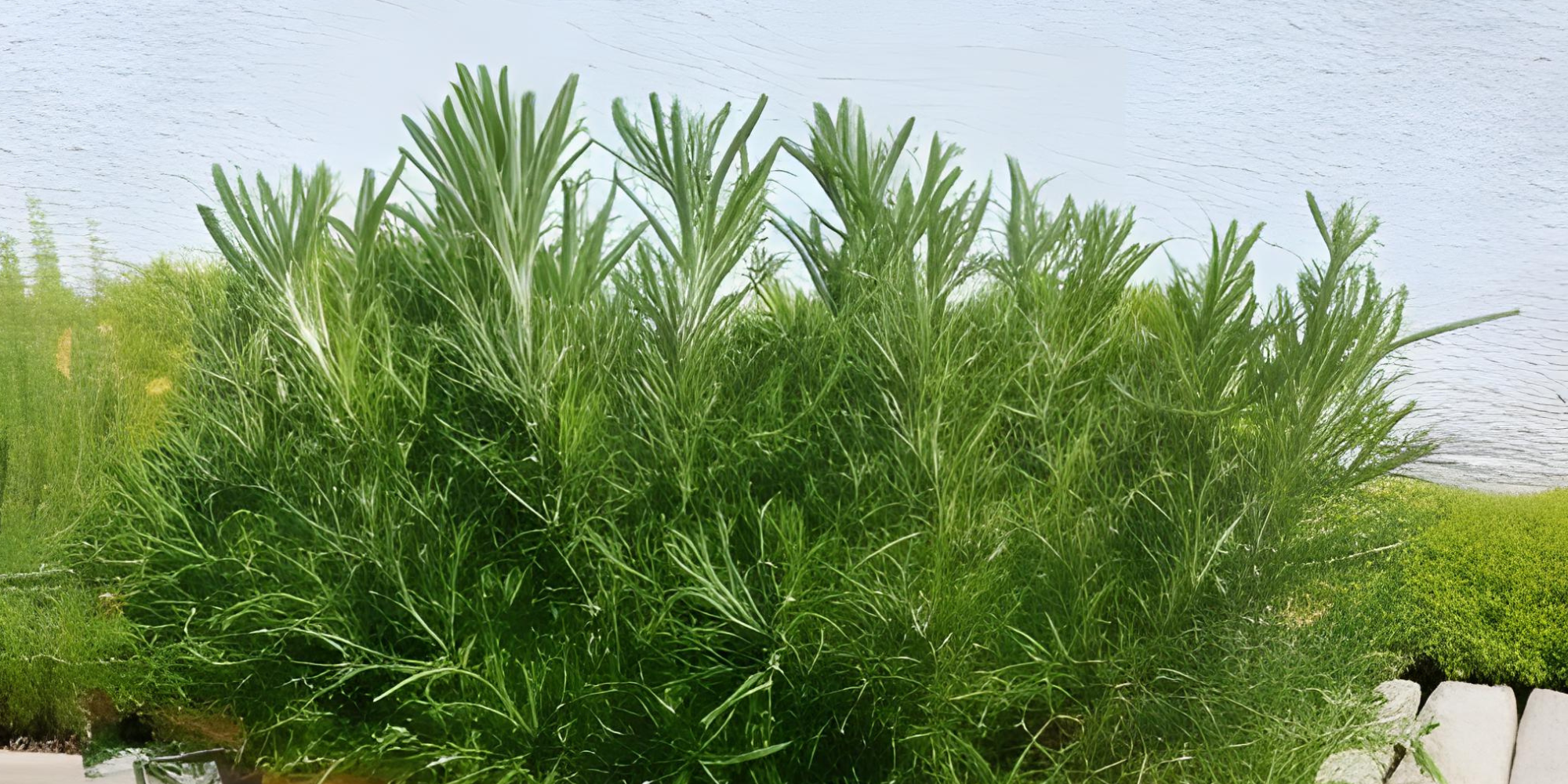 Companion Planting Rosemary