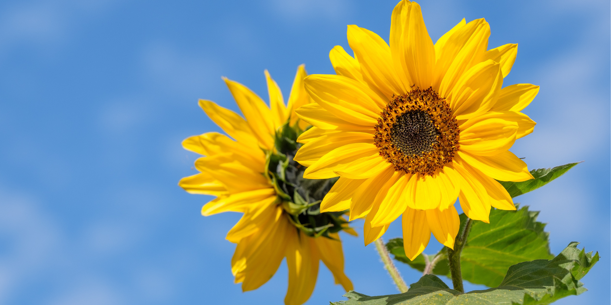 Companion Planting Sunflower