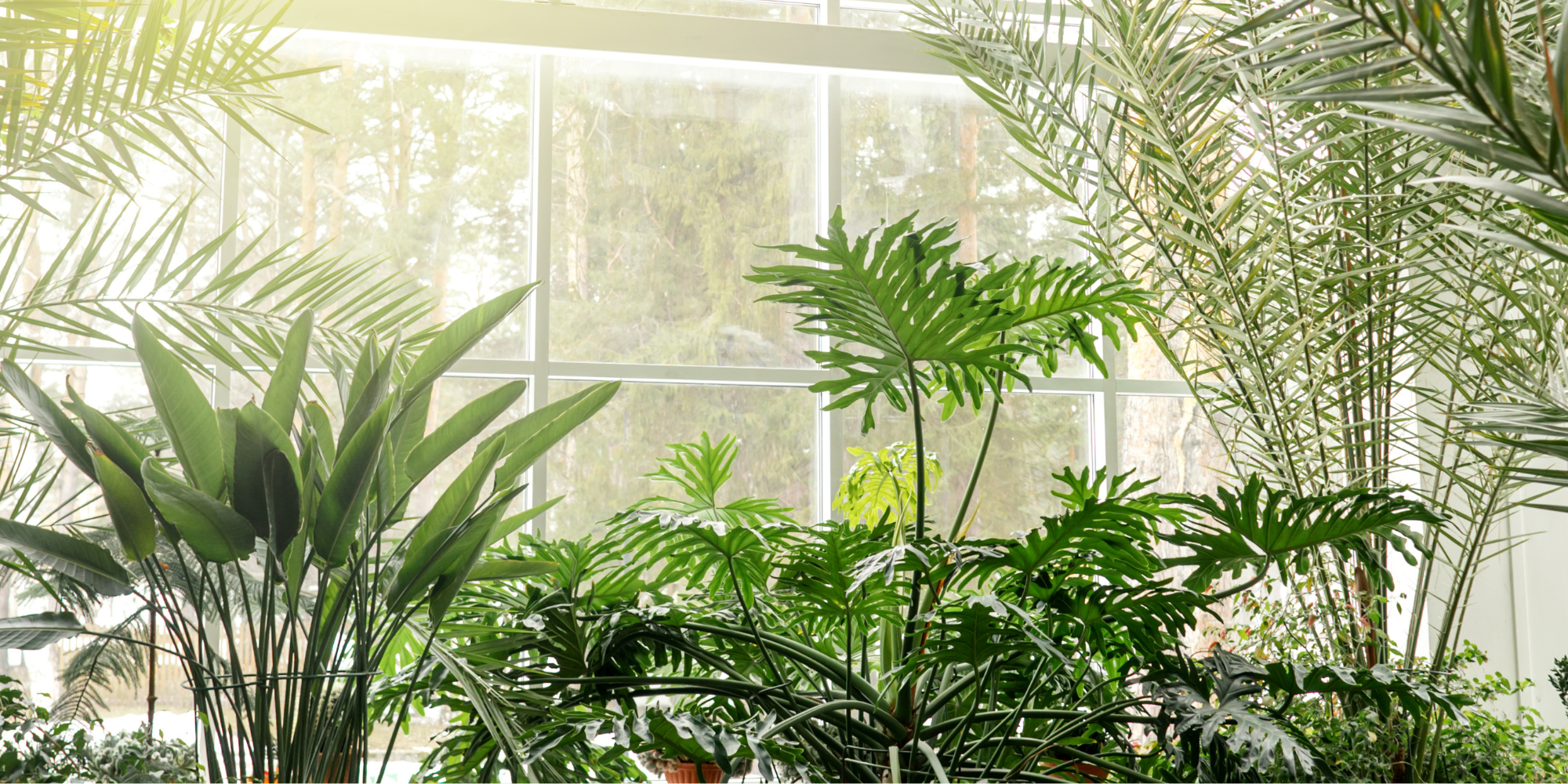 How do I match my houseplants