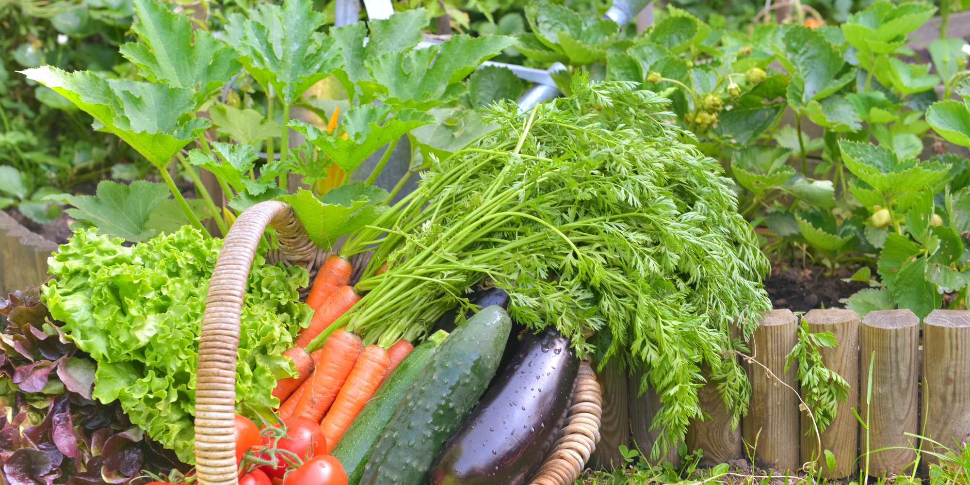 How to start a vegetable garden