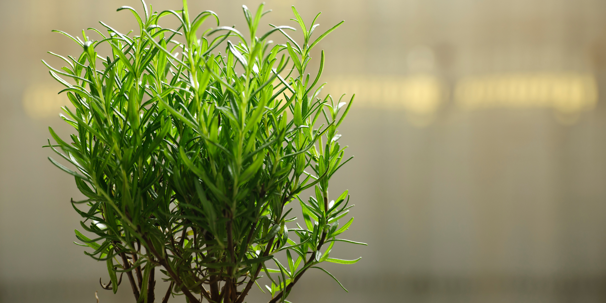 How much sun and shade does Rosemary need?