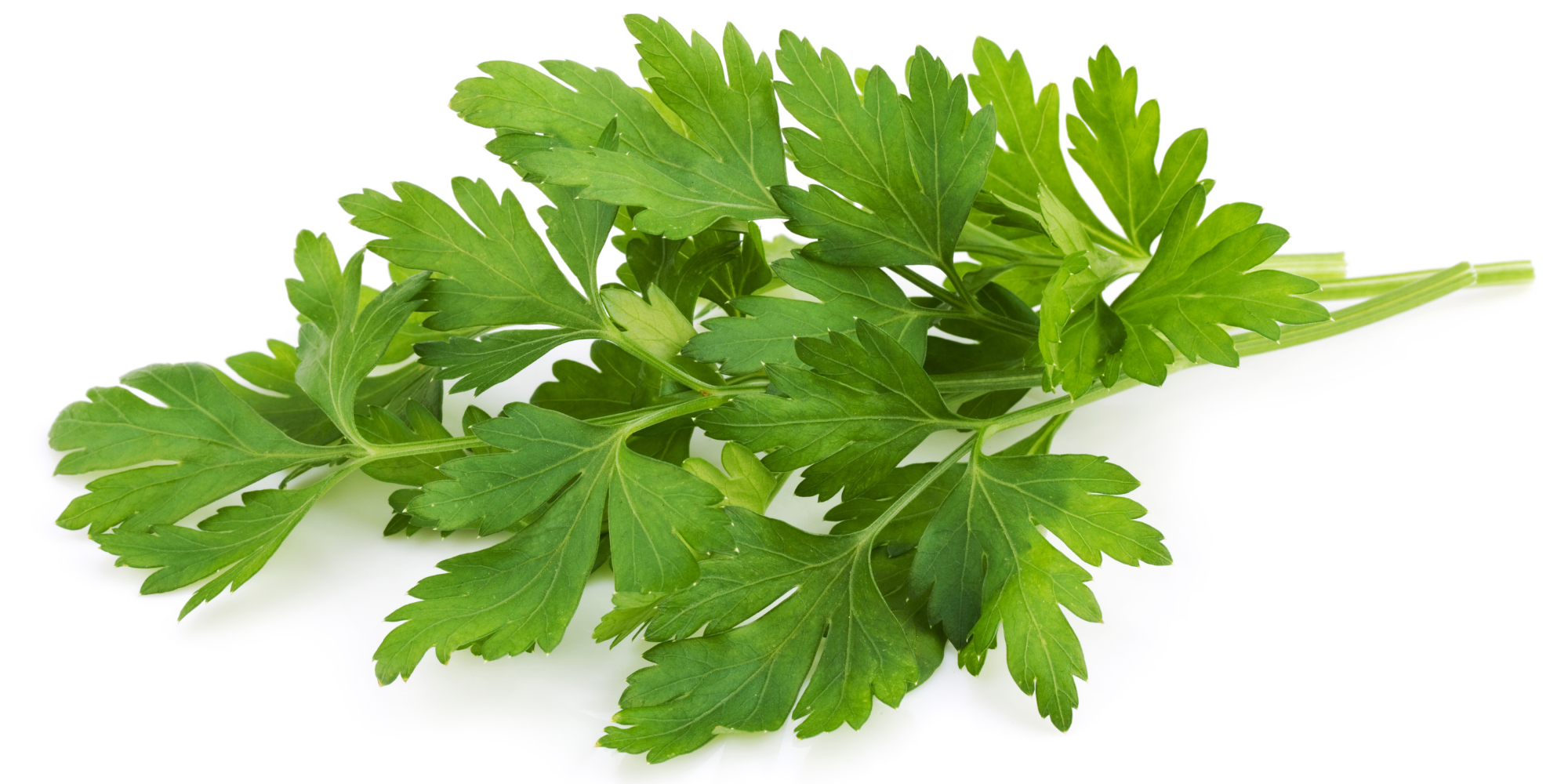 How to grow parsley from seeds