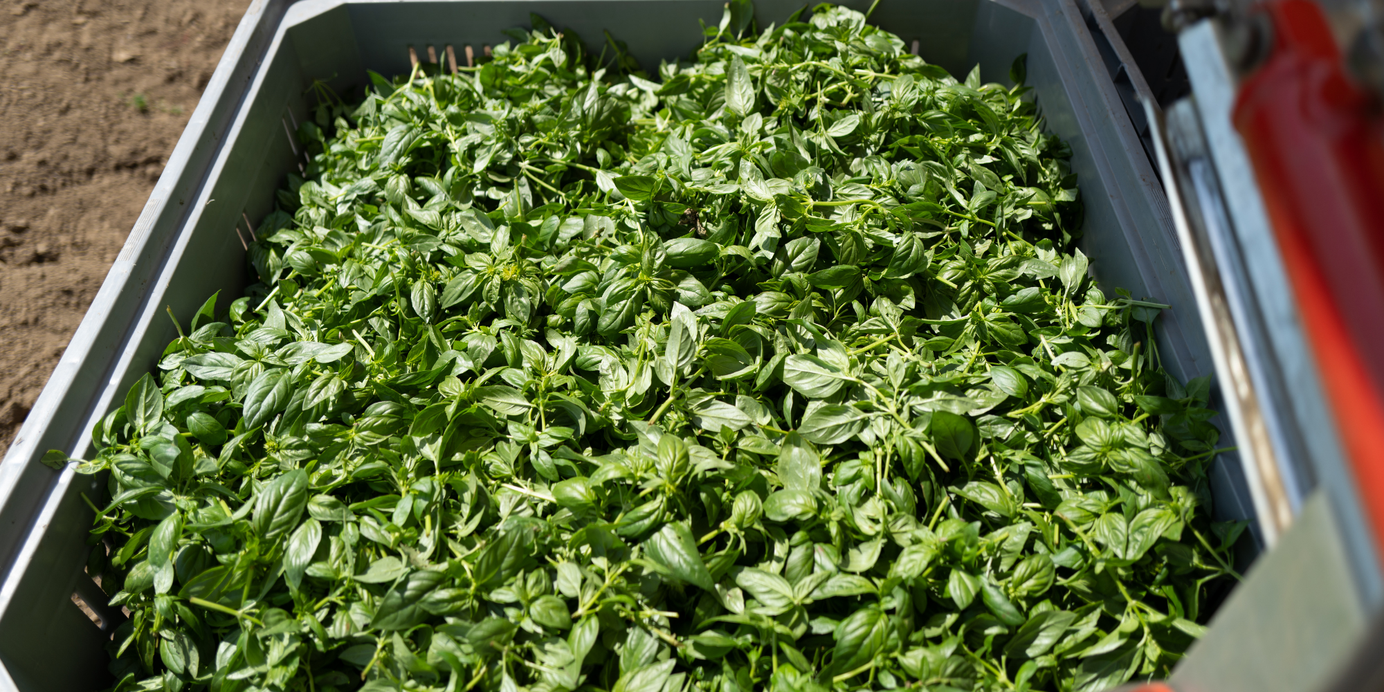 How to harvest and store basil