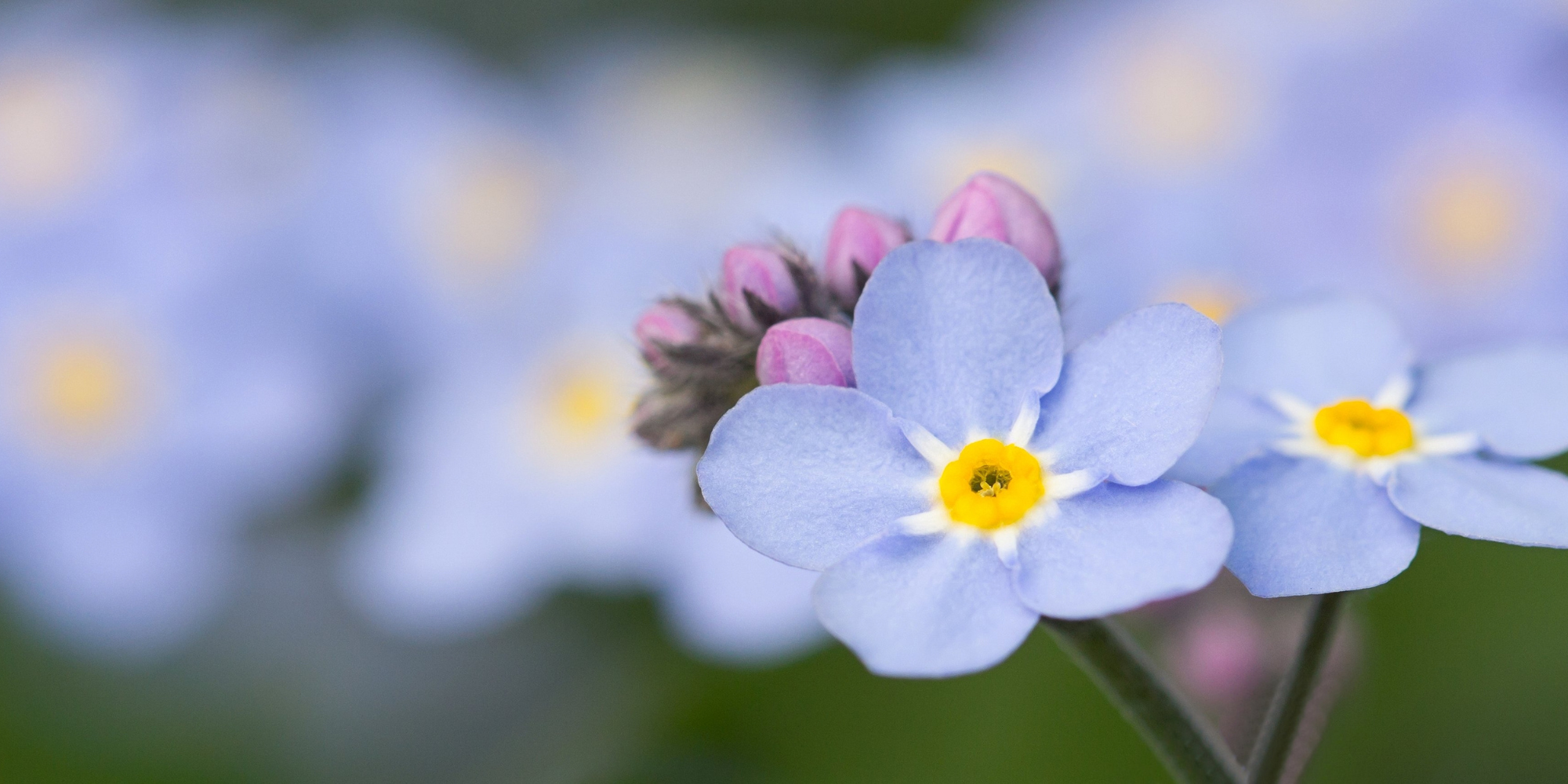 How to plant forget me not from seeds