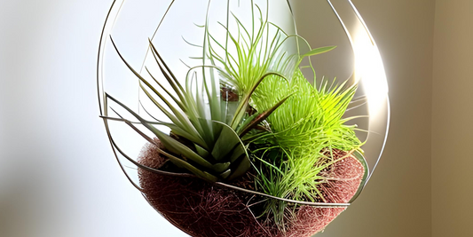 Keeping your air plants alive