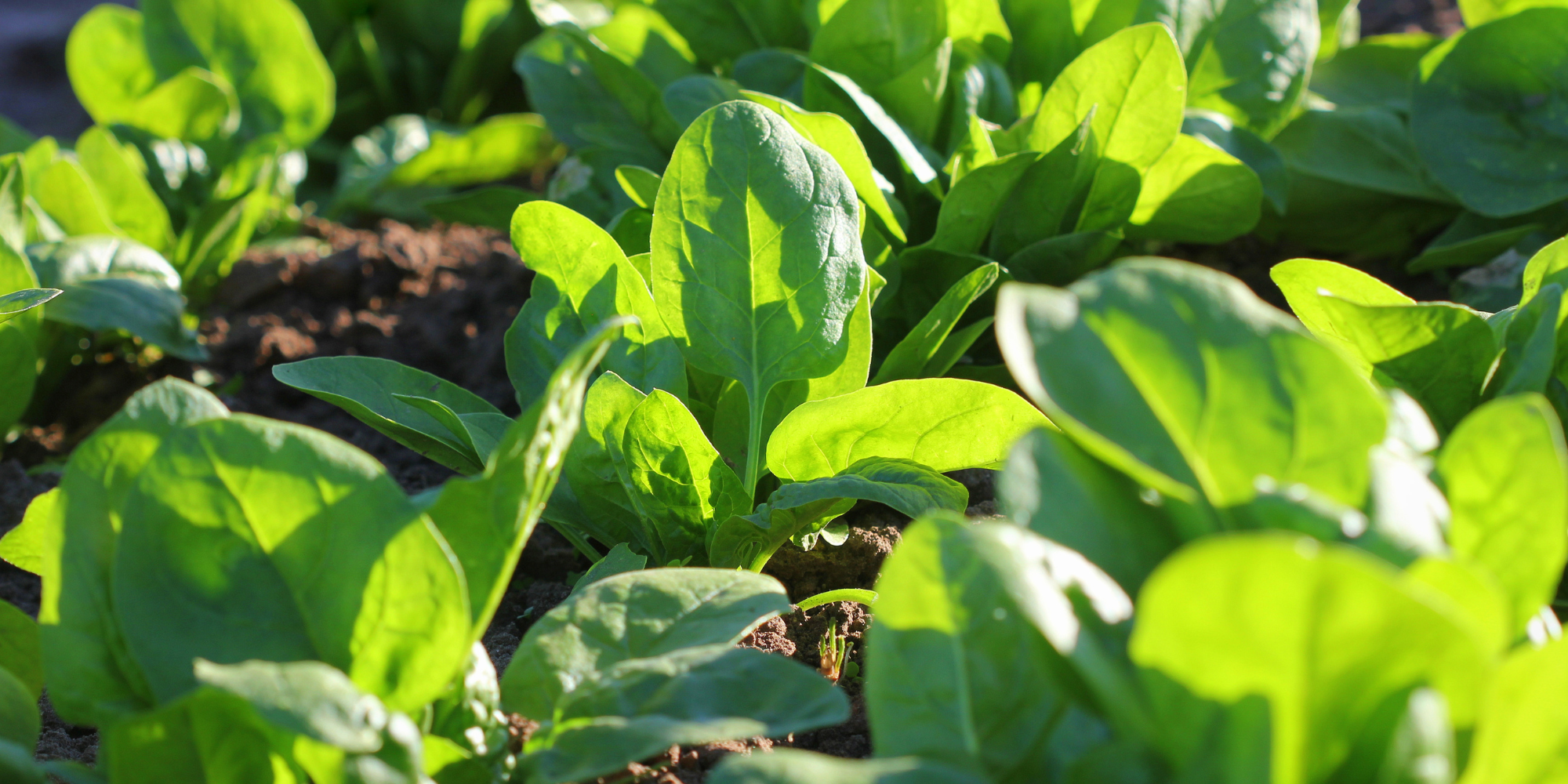 Fastest growing vegetable