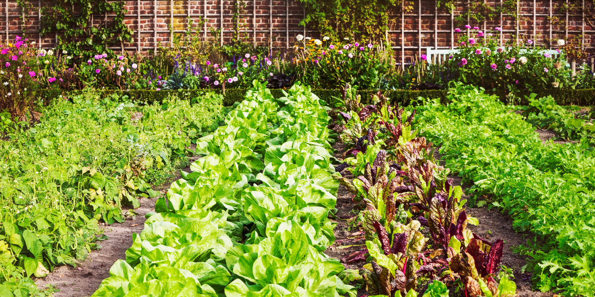 how to create a thriving garden