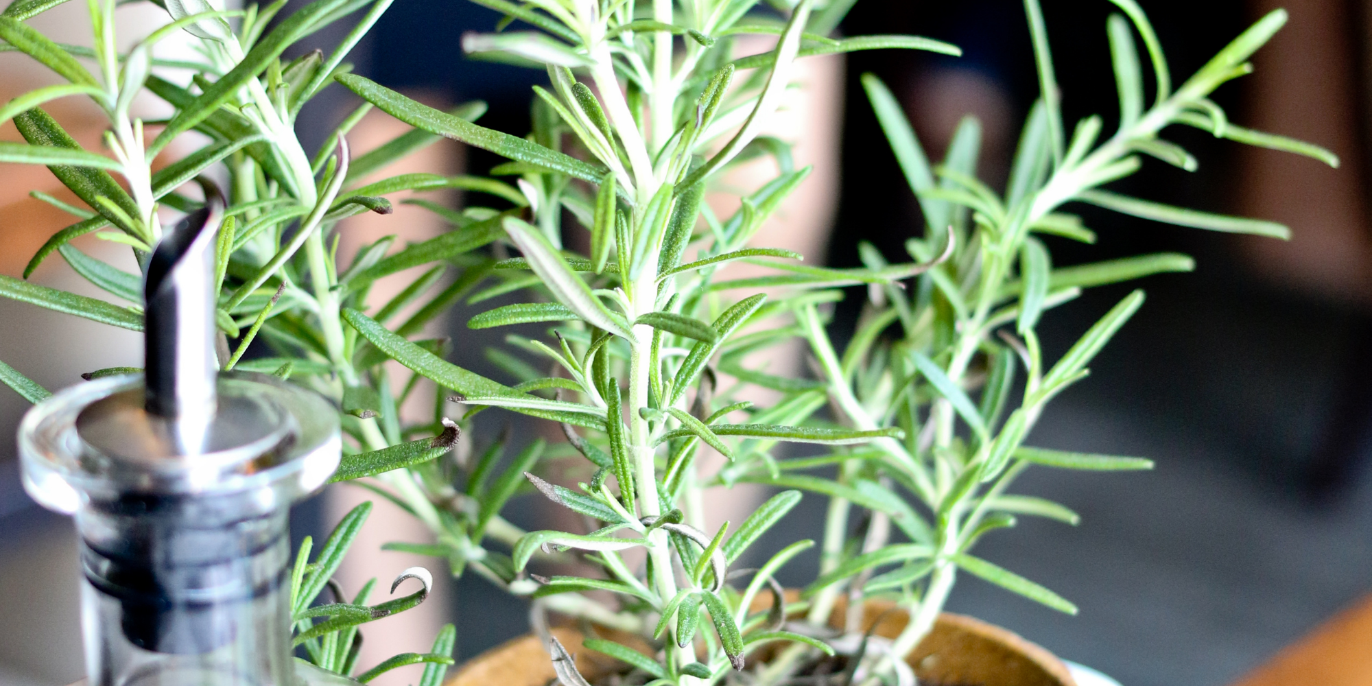 growing rosemary indoors