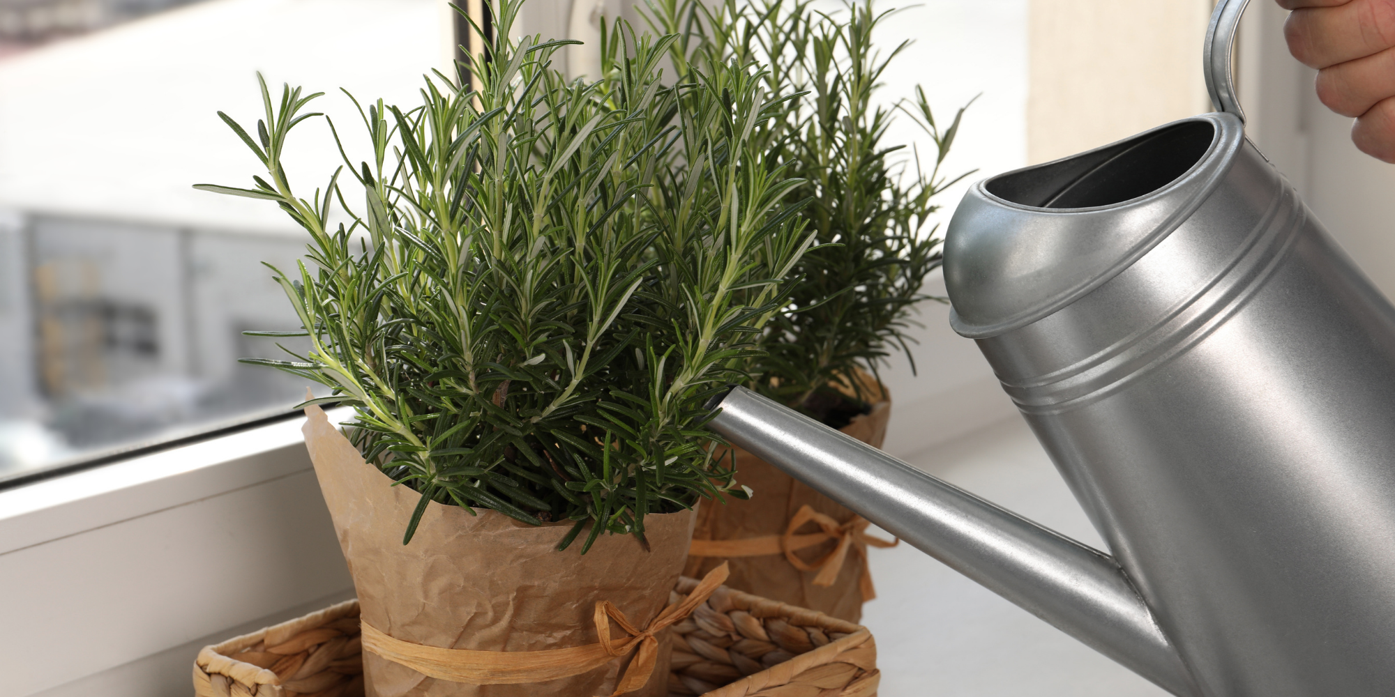 how much water does rosemary need?