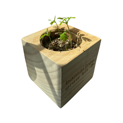 Grow Kit - Bonsai Tree