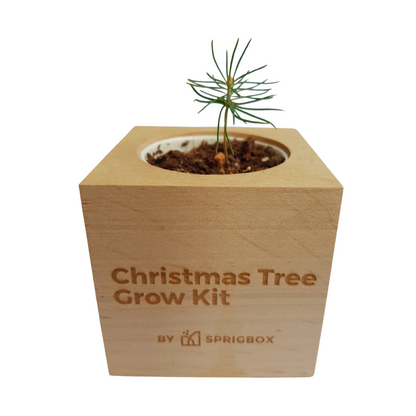 Grow Kit - Christmas Tree - Sprigbox