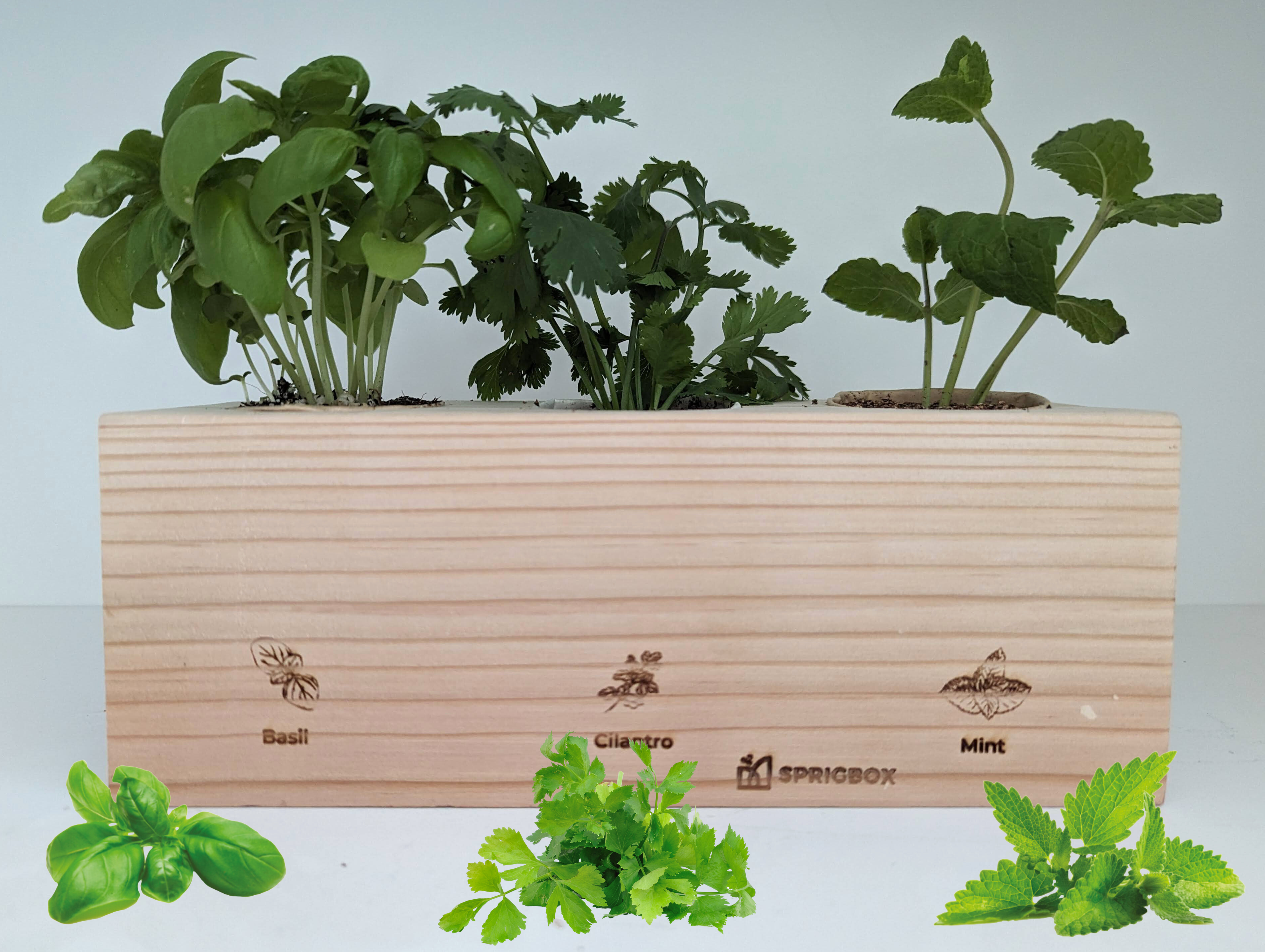 Load video: How to plant sprigbox grow kit