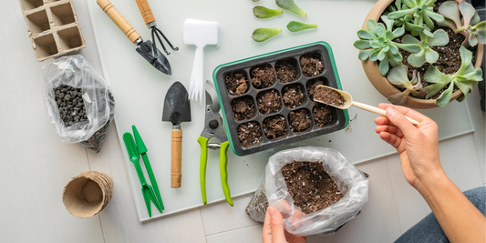 Beginner's Guide to Indoor Gardening