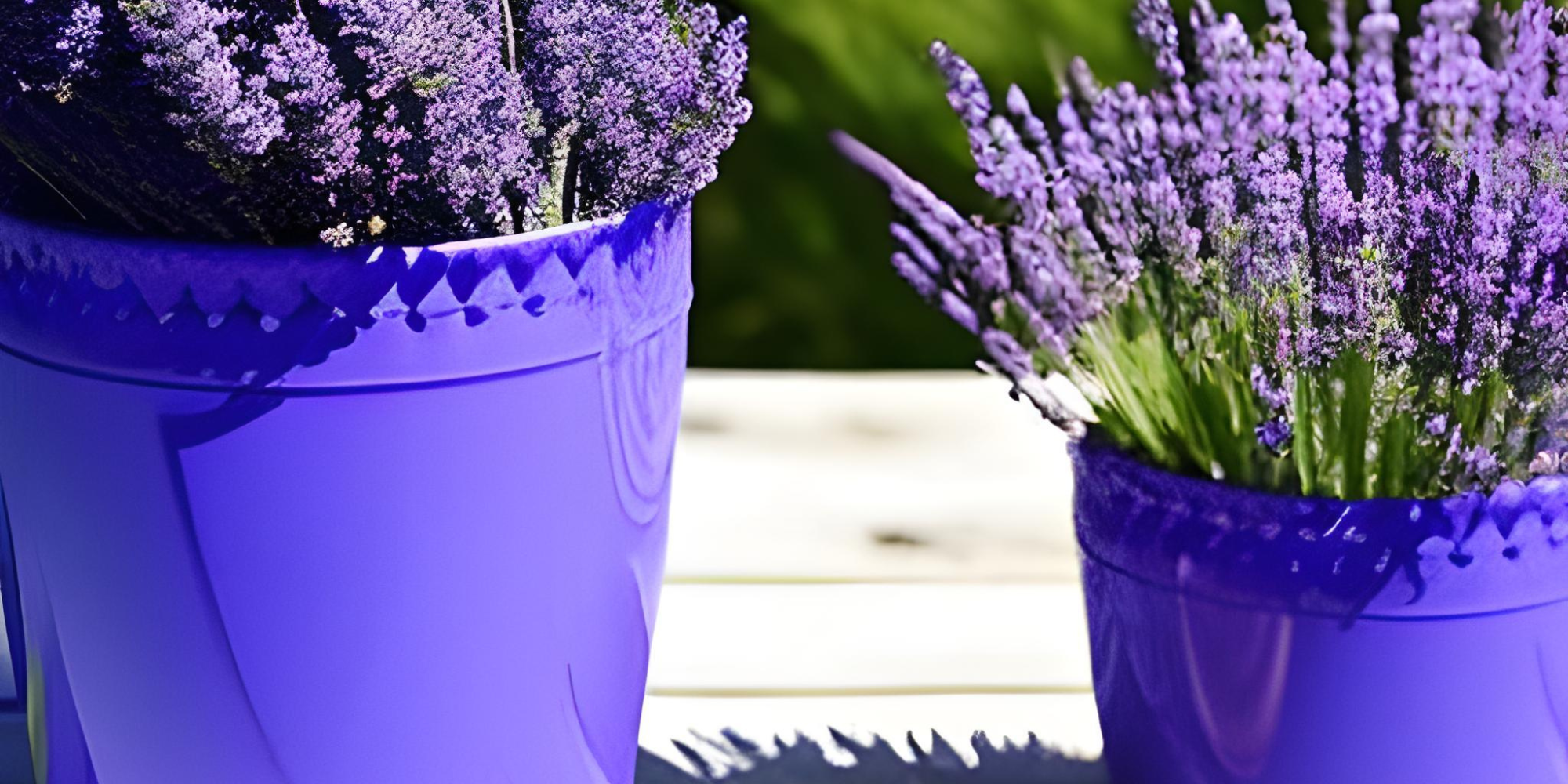 Best methods for propagating lavender