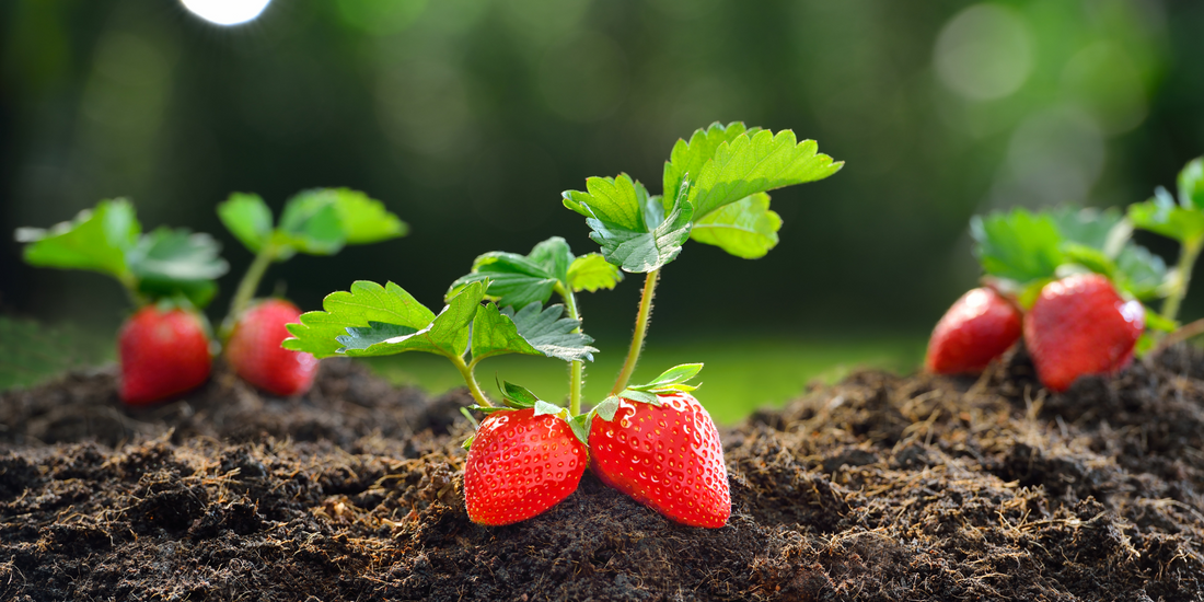 Companion Planting Strawberry