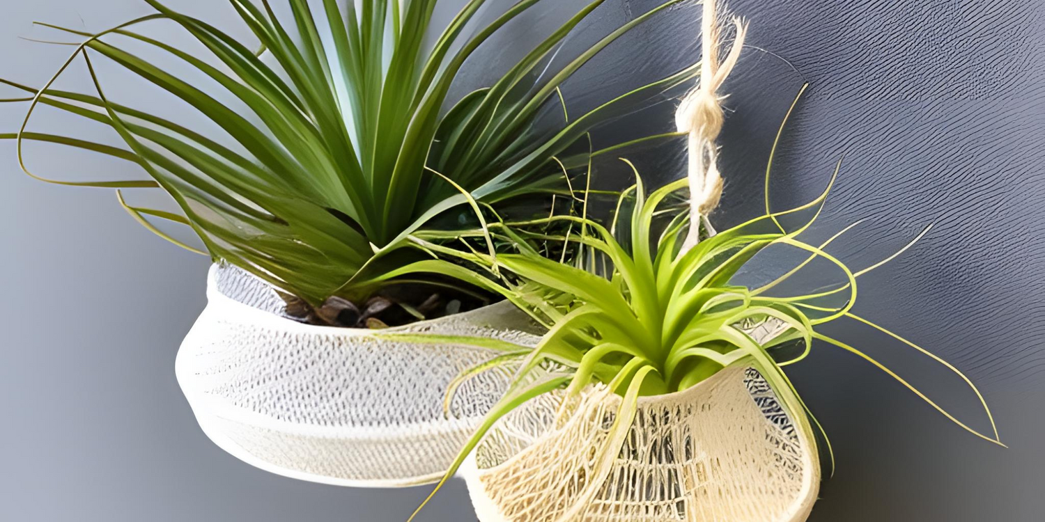 Do Air Plants Need Soil Here s What Air Plants Need Sprigbox do-air-plants-need-soil-here-s-what-air-plants-need-sprigbox