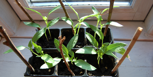 Germinating Pepper Seeds Faster