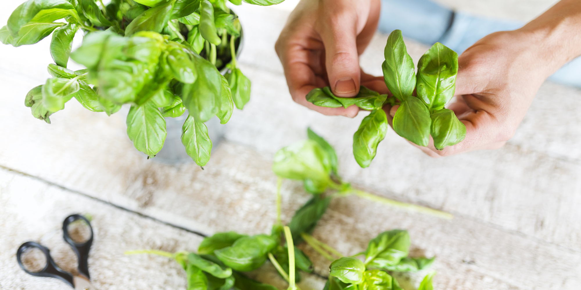 Growing Basil abundantly 