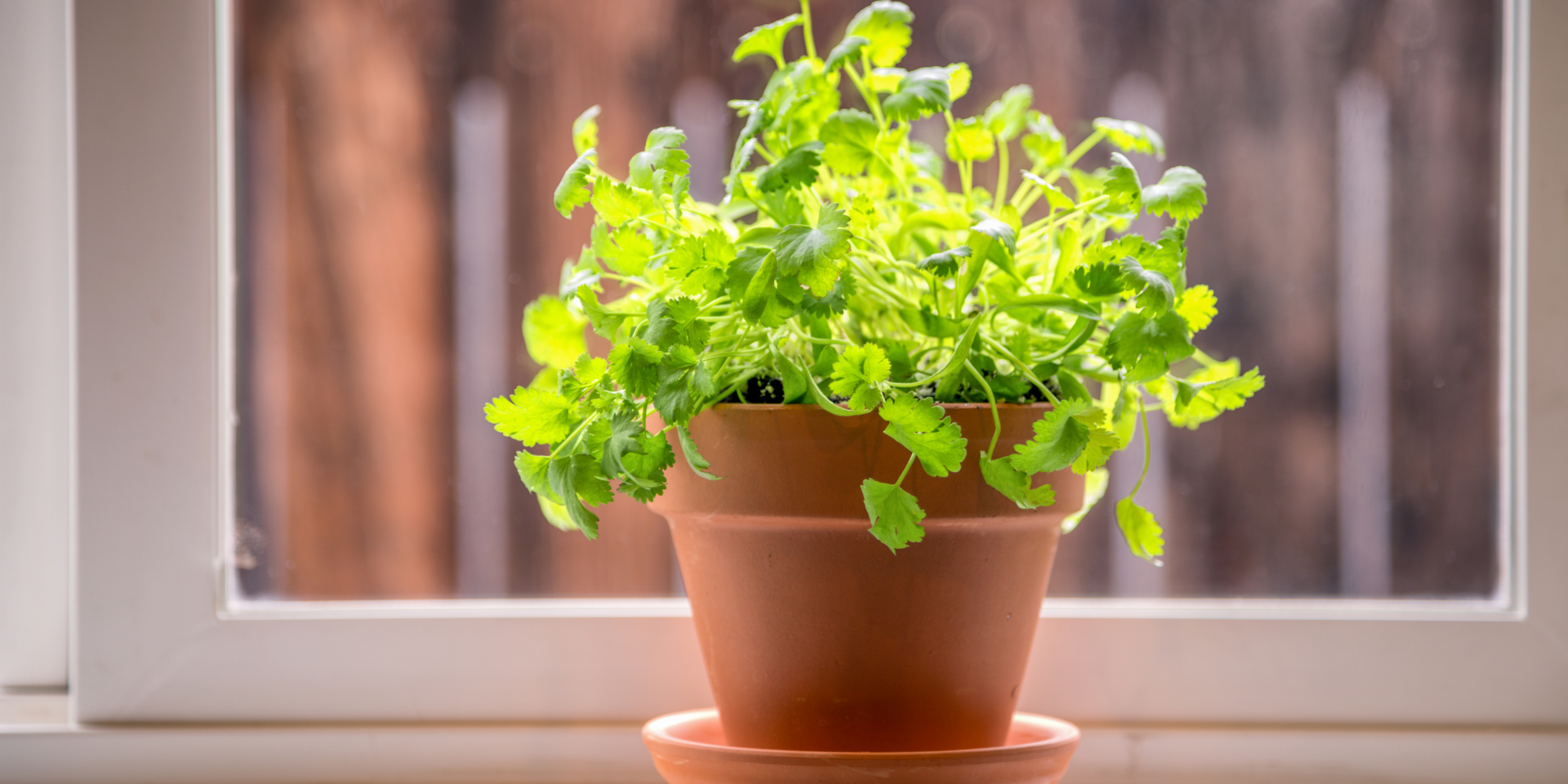 Growing cilantro