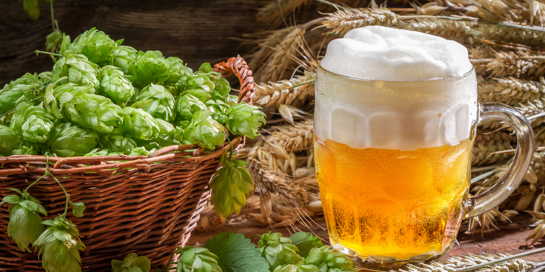 Growing Hops for Home-Brewed Beer