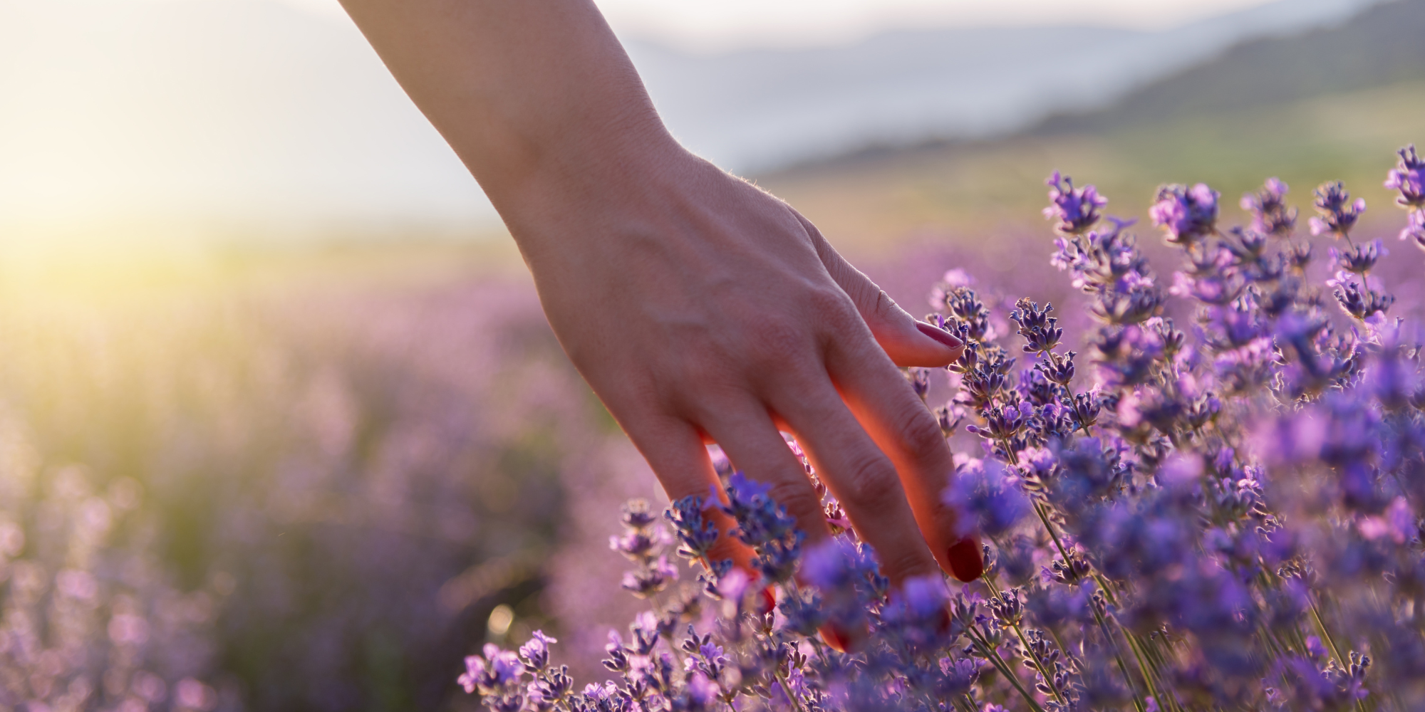 Growing Lavender