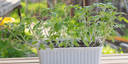 Growing tomatoes from seeds