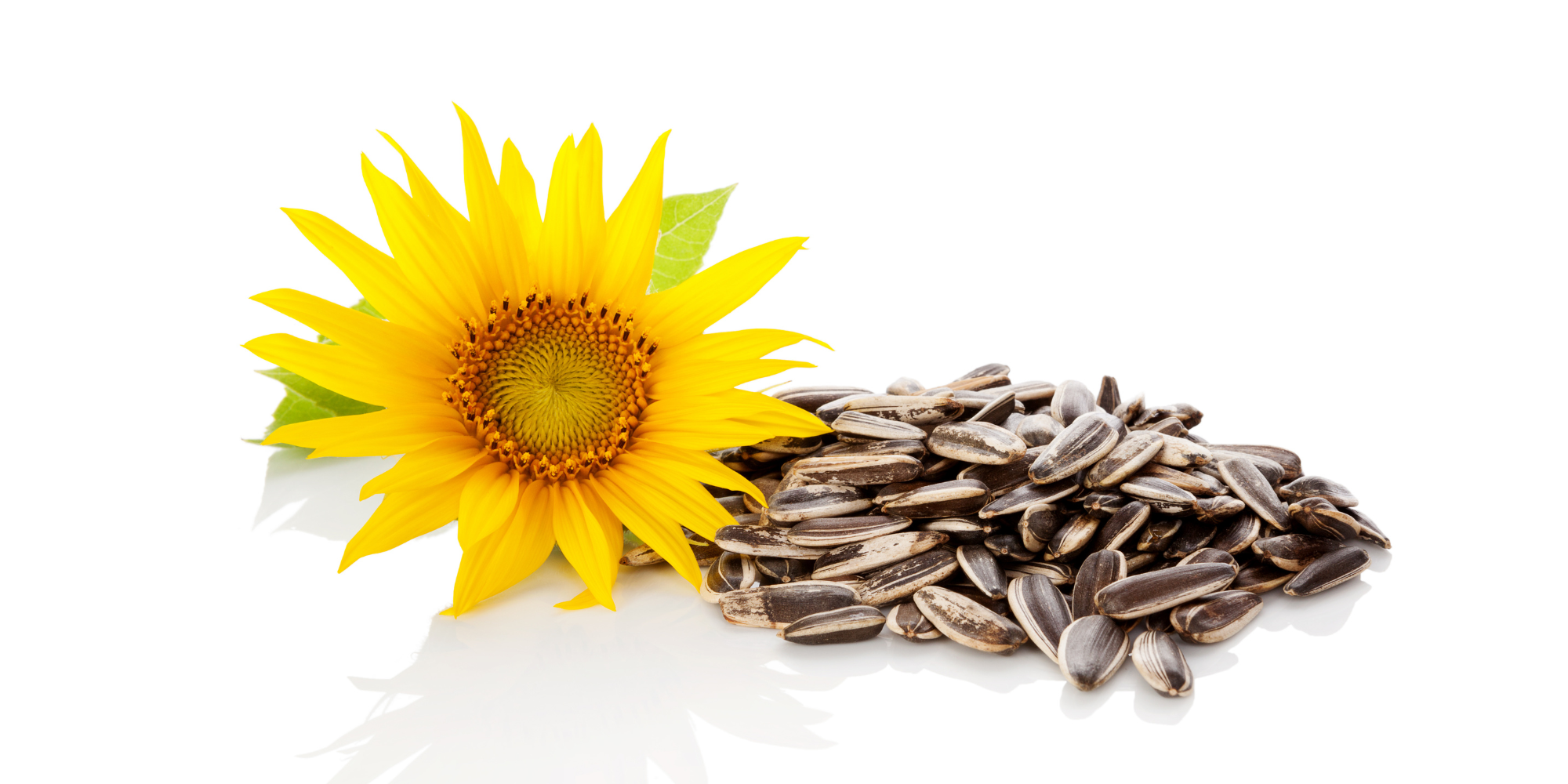 Growing sunflower for seeds