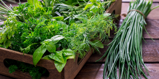 growing herbs