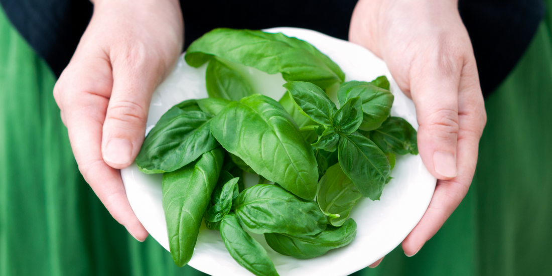 How and when to harvest basil