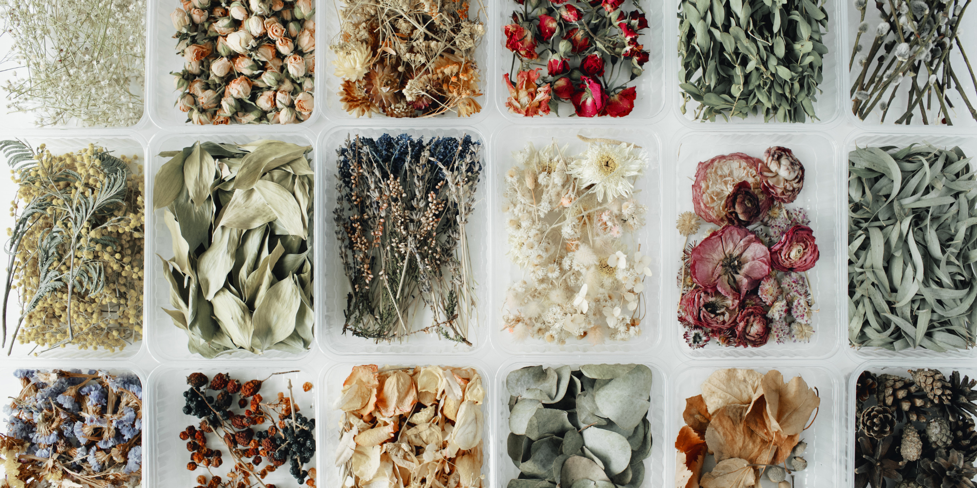 Dried Flowers