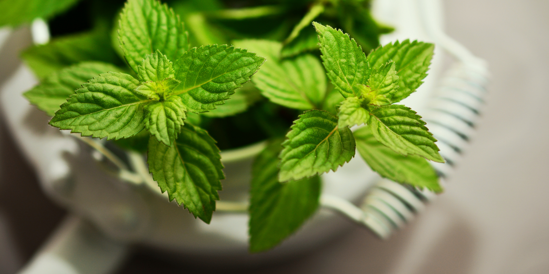 How to grow peppermint