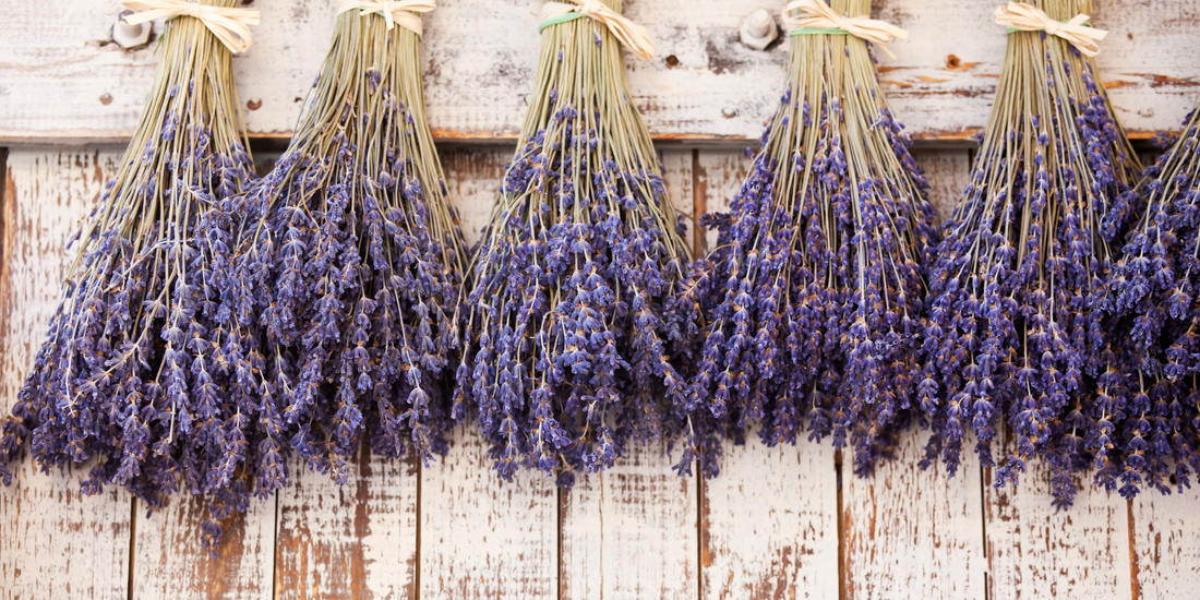 How to dry and store lavender