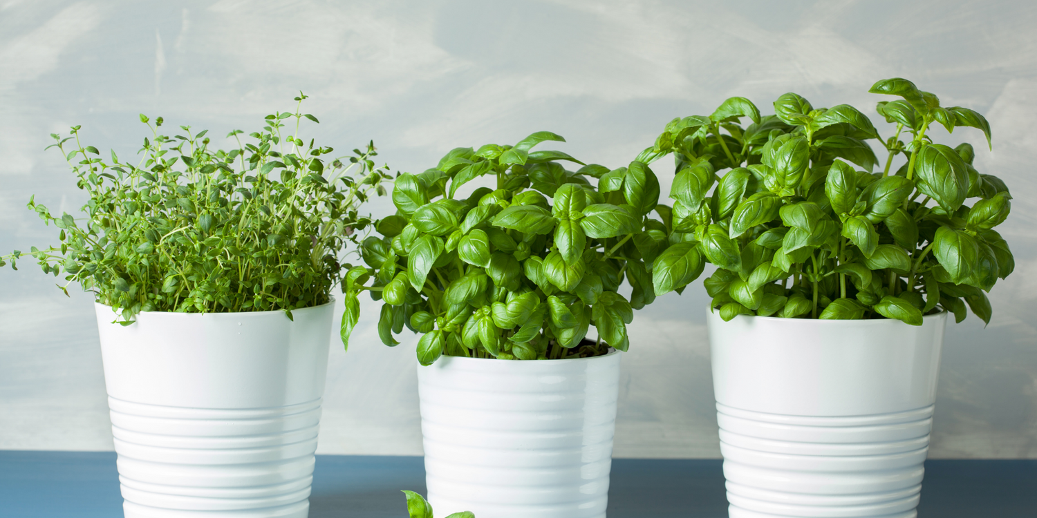 How to grow Basil Indoors year round Sprigbox