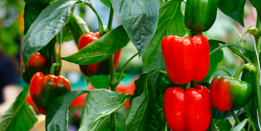 How to grow bell peppers