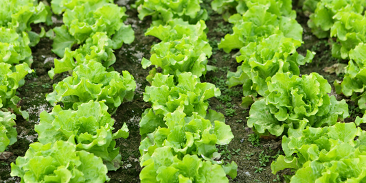 How to grow lettuce