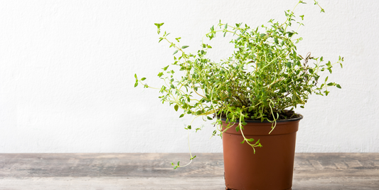 How to grow thyme from seeds
