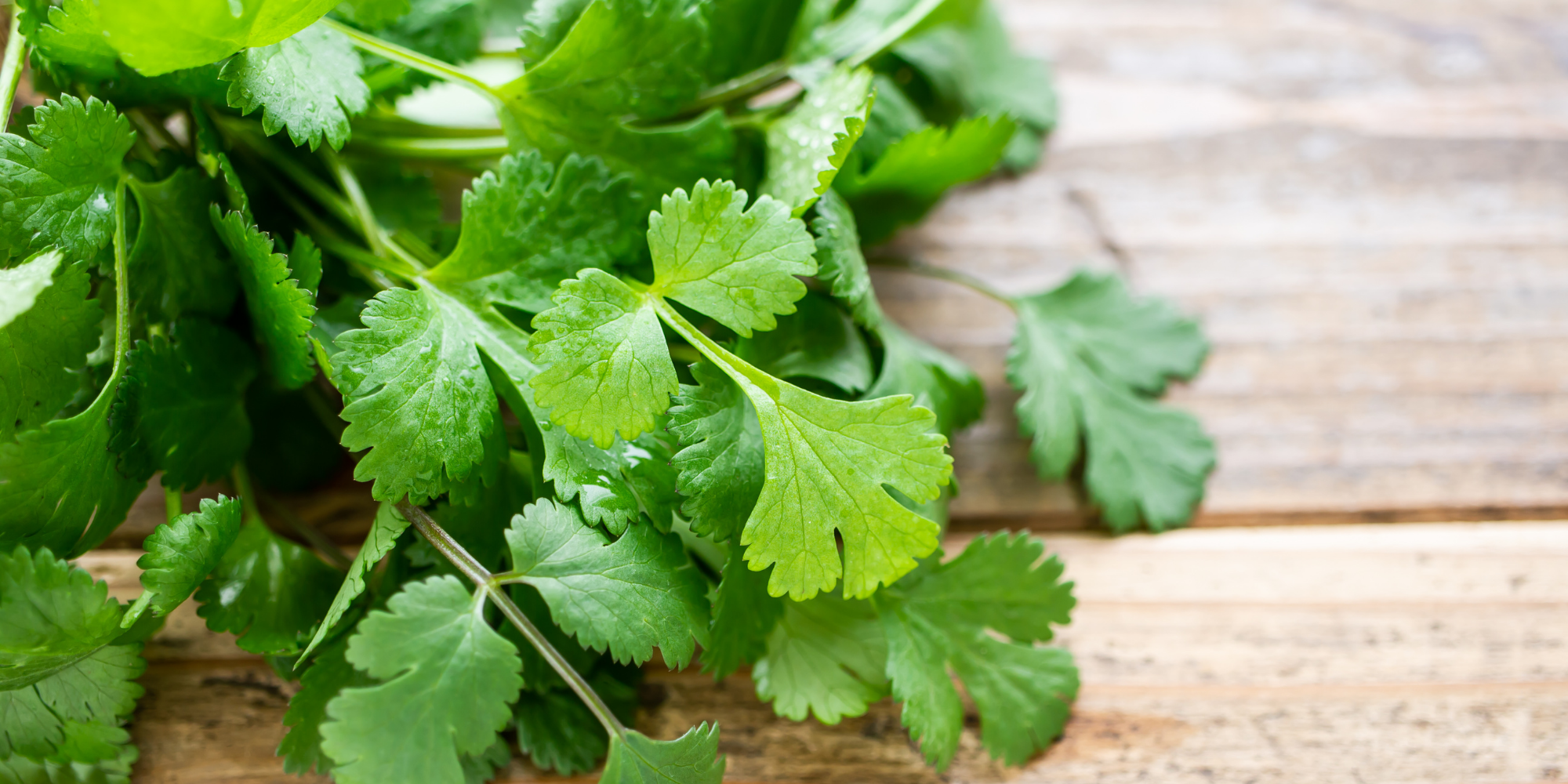 How to harvest and store cilantro