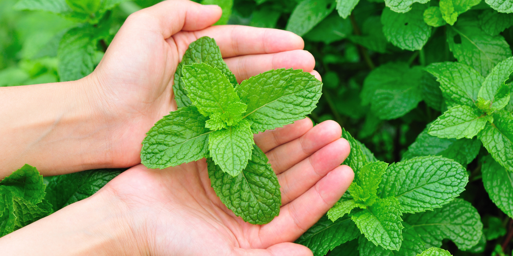 How to harvest and store mint