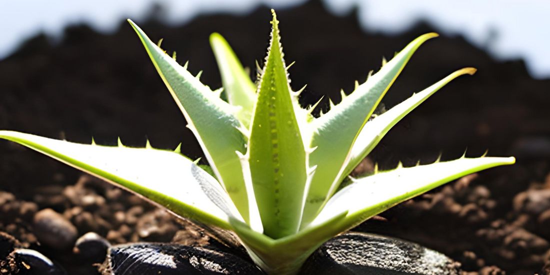 How to plant aloe vera from seeds