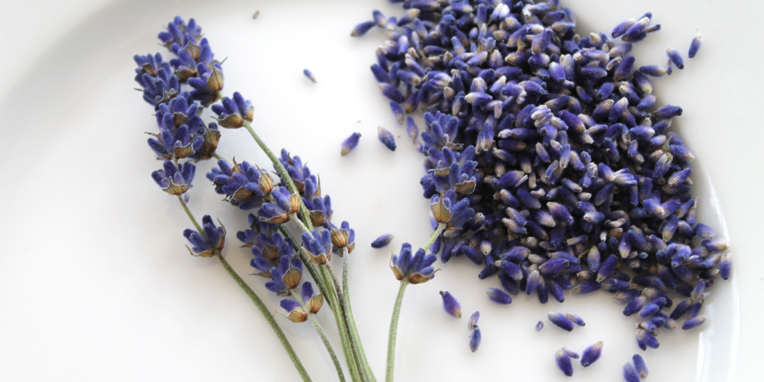 How to plant lavender from seeds