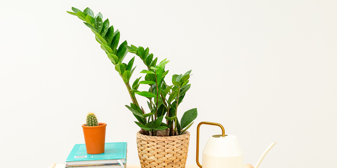 Indoor plants for a low light office