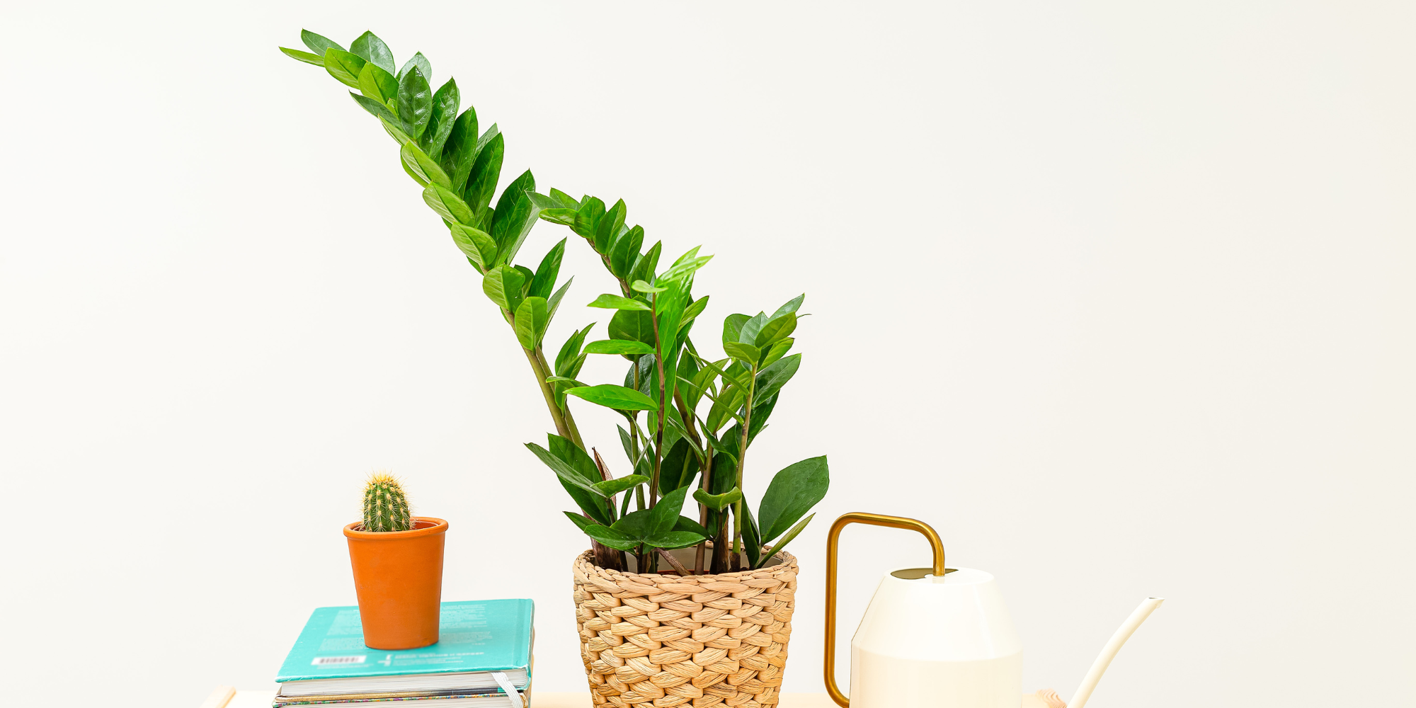 Indoor plants for a low light office