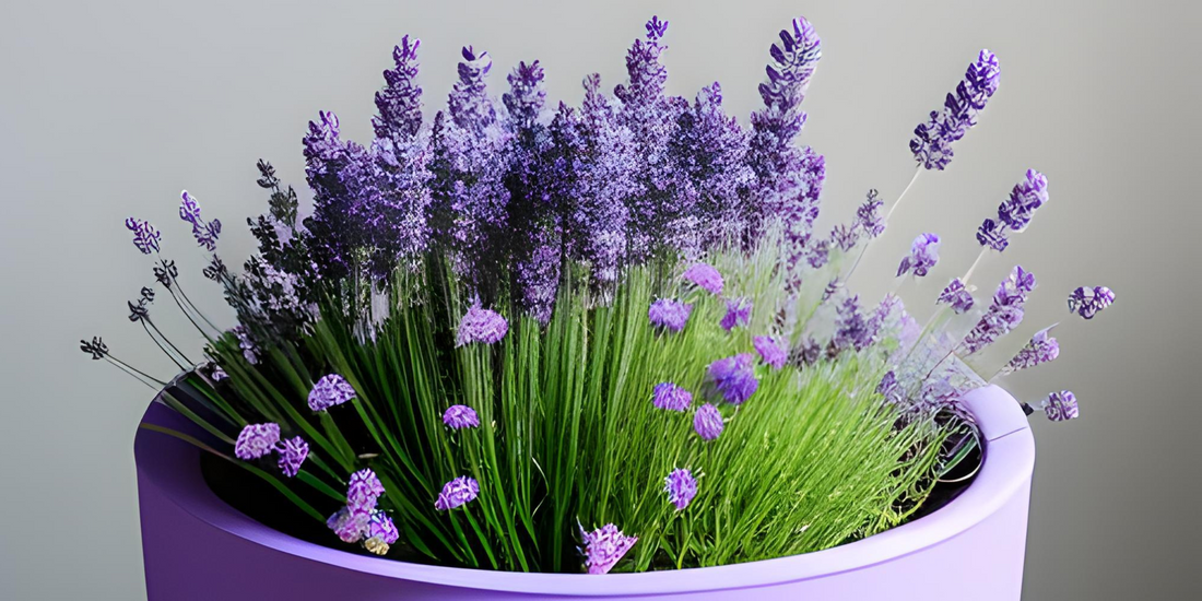 Plant food for lavender