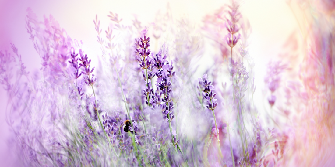 Tips For Growing the Best Lavender