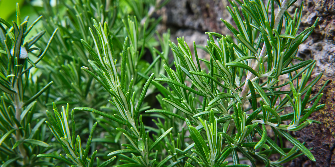 Tips and Tricks for growing rosemary outdoors