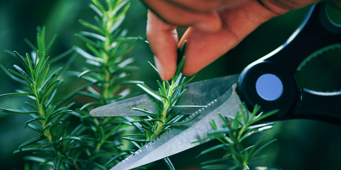 When and How to Prune Rosemary